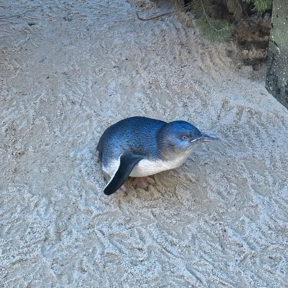 Penguin at Amazement Fun Park